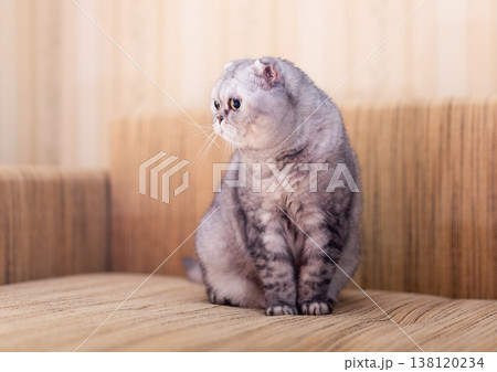 Scottish Fold Cat Lying on Beige Sofa 138120234