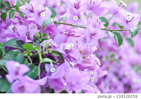 Bougainvillea or paper flower , pink paper flower 138120259