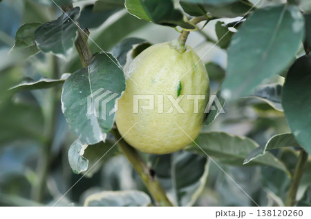 lemon tree or lemon plant , lemon on the tree 138120260
