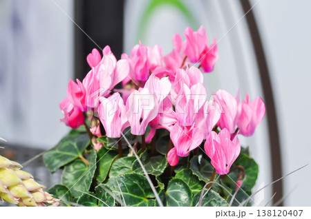 Cyclamen persicum, Florists Cyclamen or Cyclamen , Cyclamen persicum Mill or Primulaceae or pink flower 138120407