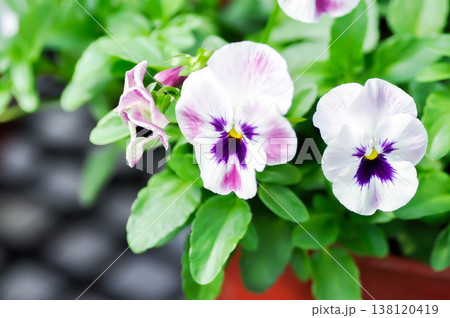 Pansies, Pansy or Viola or Viola cornuta or Viola lutea or Viola x wittrockiana flower or white and purple flower 138120419