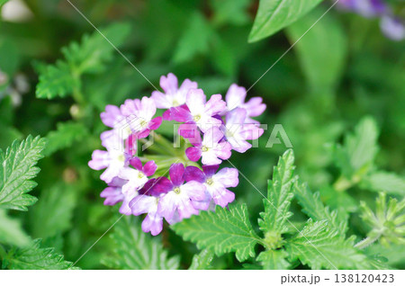 Garden verbena, Quartz Blue or Verbena or Verbena bonariensis or Verbena hybrida Groenl and Rumpler or verbenaceae or purple flower Garden verbena, Quartz Blue or Verbena or Verbena bonariensis or Verbena hybrida Groenl and Rumpler or verbenaceae or purple flower 138120423