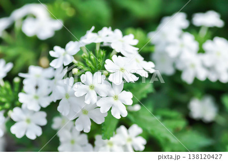 Garden verbena, Quartz Blue or Verbena or Verbena bonariensis or Verbena hybrida Groenl and Rumpler or verbenaceae or white verbena Garden verbena, Quartz Blue or Verbena or Verbena bonariensis or Verbena hybrida Groenl and Rumpler or verbenaceae or white verbena 138120427