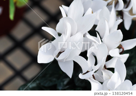 Cyclamen persicum, Florists Cyclamen or Cyclamen , Cyclamen persicum Mill or Primulaceae or white flower Cyclamen persicum, Florists Cyclamen or Cyclamen , Cyclamen persicum Mill or Primulaceae or white flower 138120454