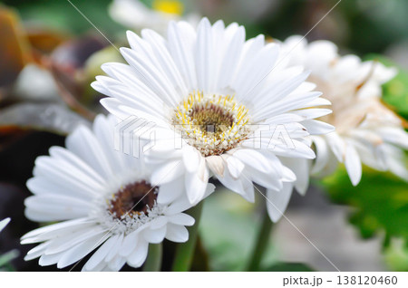 Gerbera, Barberton daisy or Compositae or Gerbera jamesonii or  Gerbera jamesonii Bolus ex Hook f or white flower 138120460