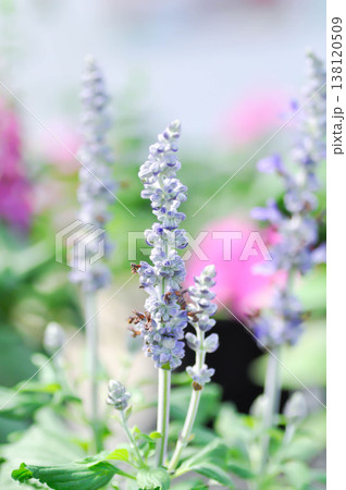 Blue Salvia, Mealy Cap Sage or Salvia farinacea Benth or Salvia farinacea or Salvia sp or Lamiaceae or purple flower Blue Salvia, Mealy Cap Sage or Salvia farinacea Benth or Salvia farinacea or Salvia sp or Lamiaceae or purple flower 138120509