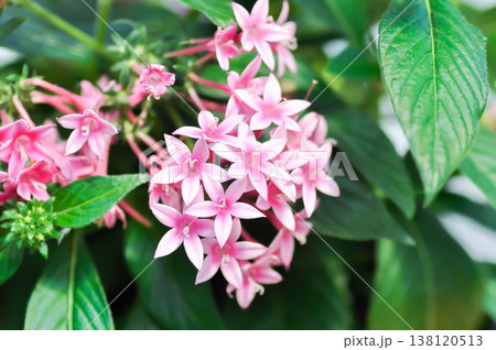 Pentas lanceolata , Egyptian star cluster or RUBIACEAE or Egyptian starcluster or Starflower or pink flower Pentas lanceolata , Egyptian star cluster or RUBIACEAE or Egyptian starcluster or Starflower or pink flower 138120513