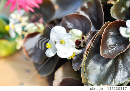 Begonia , Begonia x semperflorens cultorum or Wax begonia or white begonia Begonia , Begonia x semperflorens cultorum or Wax begonia or white begonia 138120517