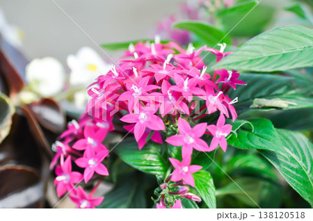 Pentas lanceolata , Egyptian star cluster or RUBIACEAE or Egyptian starcluster or Starflower or pink flower Pentas lanceolata , Egyptian star cluster or RUBIACEAE or Egyptian starcluster or Starflower or pink flower 138120518