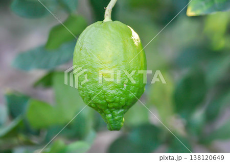 lemon tree or lemon plant , lemon on the tree lemon tree or lemon plant , lemon on the tree 138120649