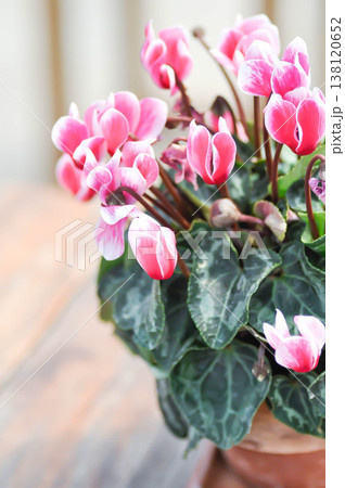 Cyclamen persicum, Florists Cyclamen or Cyclamen , Cyclamen persicum Mill or Primulaceae or pink and white flower or pink flower Cyclamen persicum, Florists Cyclamen or Cyclamen , Cyclamen persicum Mill or Primulaceae or pink and white flower or pink flower 138120652