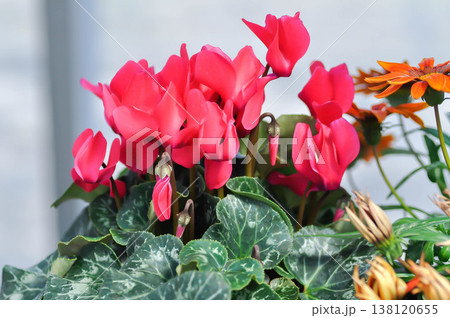Cyclamen persicum, Florists Cyclamen or Cyclamen , Cyclamen persicum Mill or Primulaceae or red flower Cyclamen persicum, Florists Cyclamen or Cyclamen , Cyclamen persicum Mill or Primulaceae or red flower 138120655