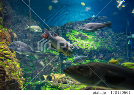 水槽を泳ぐ魚 138120661