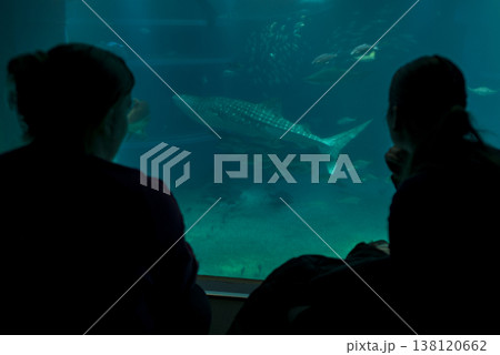 水族館でジンベイザメを見る人 138120662