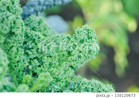 Kale , Brassicaceae or Brassica Oleracea plant or vegetable Kale , Brassicaceae or Brassica Oleracea plant or vegetable 138120673