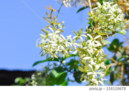 Purple wreath, Queen wreath or Sandpaper vine or Petrea volubilis L or VERBENACEAE 138120678