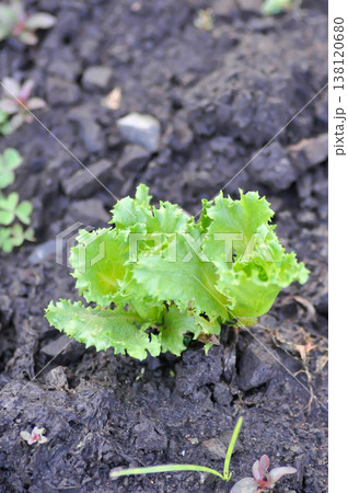 Asteraceae, Compositae, Frillice Iceberg, Frillice Iceberg lettuce, Lactuca sativa L, lettuce Asteraceae, Compositae, Frillice Iceberg, Frillice Iceberg lettuce, Lactuca sativa L, lettuce 138120680