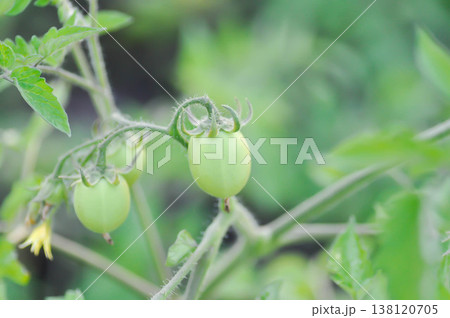 tomato or cherry tomato, Lycopersicon esculentum Mill or Solanaceae or tomato plant tomato or cherry tomato, Lycopersicon esculentum Mill or Solanaceae or tomato plant 138120705