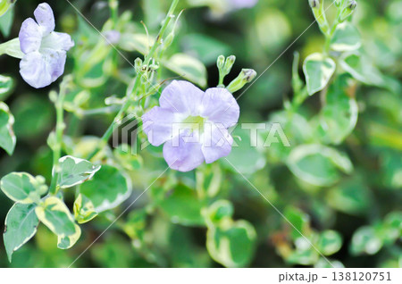 Asystasia gangetica or Asystasia gangetica St Johns or Ganges Primrose, Ganges River asystacia or Chinese violet or purple flower 138120751