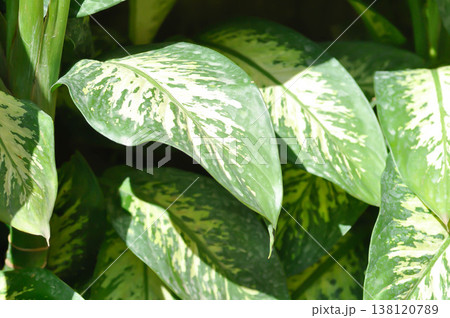 Tropic Snow,araceae or Dieffenbachia amoena or dieffenbachia seguine or Dumb cane or bicolor plant Tropic Snow,araceae or Dieffenbachia amoena or dieffenbachia seguine or Dumb cane or bicolor plant 138120789