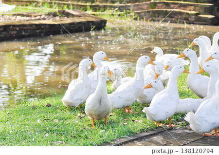 duck or ducks on the farm , farm animal 138120794