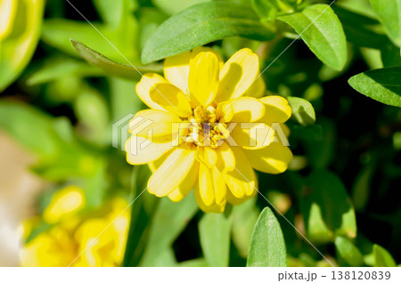 Zinnia violacea Cav, Z violacea or Plantae, Asteraceae or Magnoliopsida or Zinnia violacea or yellow flower Zinnia violacea Cav, Z violacea or Plantae, Asteraceae or Magnoliopsida or Zinnia violacea or yellow flower 138120839