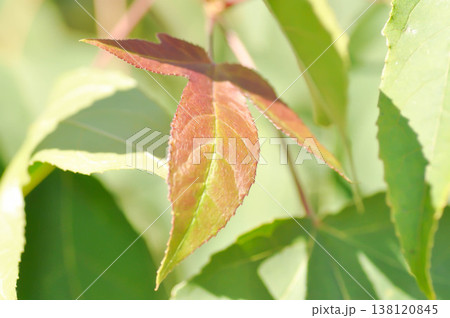 maple leaf, maple leaves or green leaf or Acer saccharum Marsh maple leaf, maple leaves or green leaf or Acer saccharum Marsh 138120845