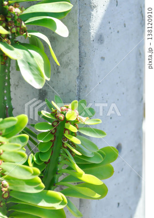 euphorbia, Euphorbia antiquorum L or euphorbiaceae or Malayan spurge tree or succulent euphorbia, Euphorbia antiquorum L or euphorbiaceae or Malayan spurge tree or succulent 138120910