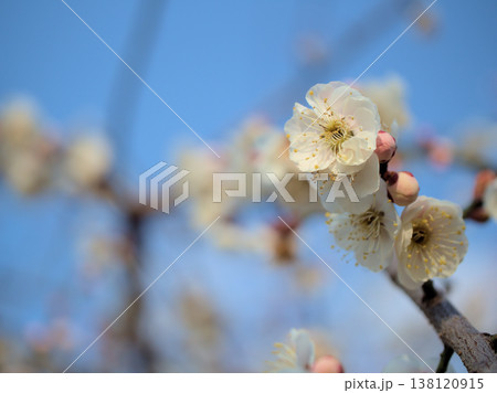 晴れた3月に咲いた白い梅の花「高砂枝垂(タカサゴシダレ)」 晴れた3月に咲いた白い梅の花「高砂枝垂(タカサゴシダレ)」 138120915