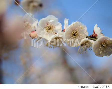 晴れた3月に咲いた白い梅の花「高砂枝垂（タカサゴシダレ）」 138120916