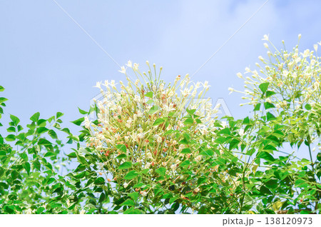 Cork tree, Indian cork tree or Millingtonia hortensis Linn or BIGNONIACEAE or white flower and sky 138120973