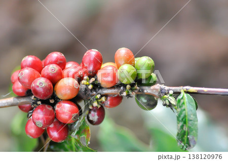 coffee cherry or coffee bean or coffee sed ,coffee beans or coffee plant coffee cherry or coffee bean or coffee sed ,coffee beans or coffee plant 138120976