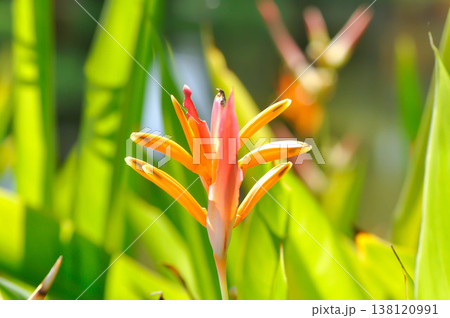 Heliconia psittacorum or Bird of paradise, Strelitzia reginae or Sterliziaceae flower or Heliconia flower or yellow flower Heliconia psittacorum or Bird of paradise, Strelitzia reginae or Sterliziaceae flower or Heliconia flower or yellow flower 138120991