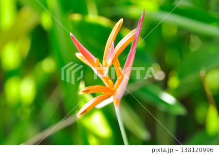 Heliconia psittacorum or Bird of paradise, Strelitzia reginae or Sterliziaceae flower or Heliconia flower or yellow flower Heliconia psittacorum or Bird of paradise, Strelitzia reginae or Sterliziaceae flower or Heliconia flower or yellow flower 138120996
