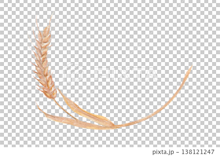 Wheat ear watercolor illustration isolated on white background. Hand painted grain element for bakery design, bread packaging, organic branding and food illustration collections, natural bakery 138121247