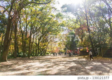 下賀茂神社の糺の森 138121377
