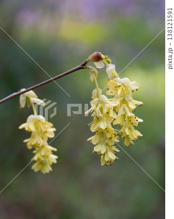 黄色の花を穂状に咲かせるコウヤミズキ 138121591