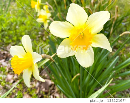 明るく美しく咲く黄色いスイセンの花1 明るく美しく咲く黄色いスイセンの花1 138121674