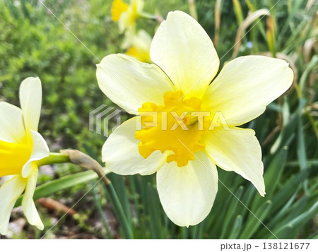明るく美しく咲く黄色いスイセンの花4 明るく美しく咲く黄色いスイセンの花4 138121677