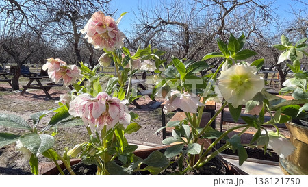 Beautiful speckled Lenten rose flowers blooming in a sunny outdoor garden cafe during early spring 138121750
