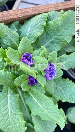 Stunning double purple primrose with white-edged petals blooming in a sunny spring garden Stunning double purple primrose with white-edged petals blooming in a sunny spring garden 138121756