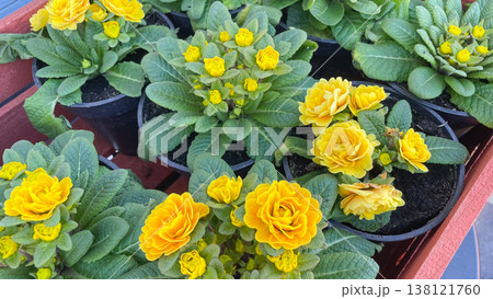 Vibrant double yellow primroses in black pots inside a wooden garden crate on a sunny spring day 138121760