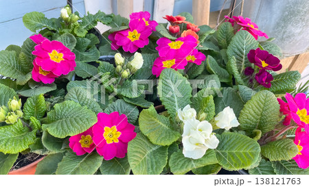 Vibrant pink and magenta primrose flowers with green leaves in a sunny spring garden nursery 138121763
