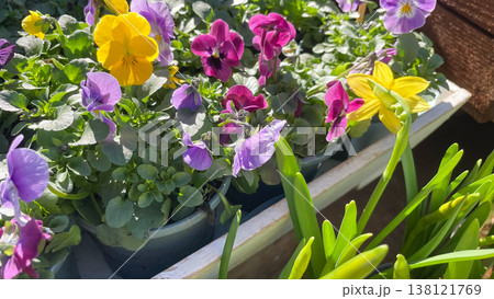 Vibrant purple and yellow violas with daffodils in a white wooden planter at a spring garden nursery Vibrant purple and yellow violas with daffodils in a white wooden planter at a spring garden nursery 138121769