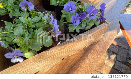 Vibrant purple Viola cornuta flowers in a rustic wooden crate at a sunny spring garden nursery Vibrant purple Viola cornuta flowers in a rustic wooden crate at a sunny spring garden nursery 138121770