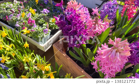Vibrant spring flower display with pink hyacinths and yellow daffodils in a rustic garden nursery 138121772
