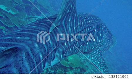 Whale Shark, Maldives Whale Shark, Maldives 138121963