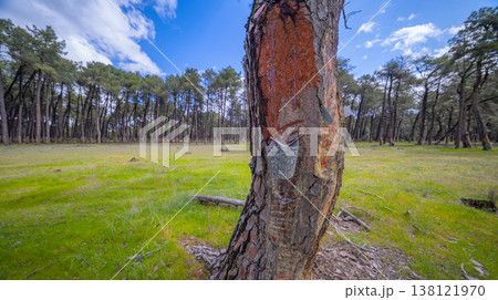 Maritime Pine Resin Industry, Spain Maritime Pine Resin Industry, Spain 138121970