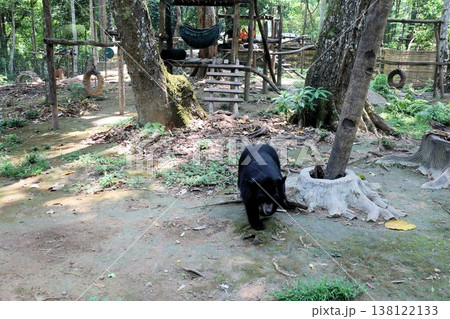 クアンシーの滝に併設しているツキノワグマ保護センター【ラオス・ルアンパバーン】 138122133
