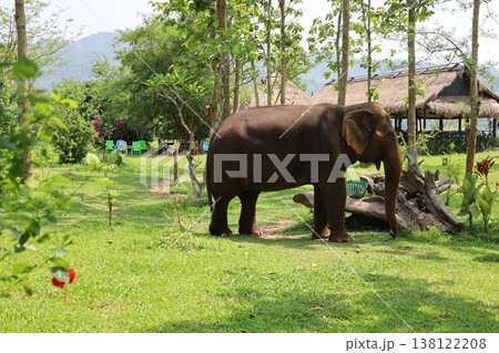 マニファエレファントキャンプの象【ラオス・ルアンパバーン】 138122208